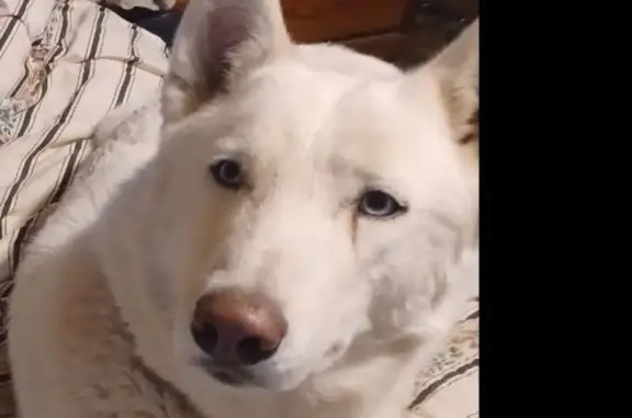 Lost White Husky: Camo Collar, Swansea