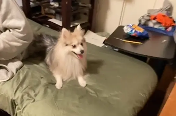 Lost Pomsky: Sweet Kaz on South Crysler