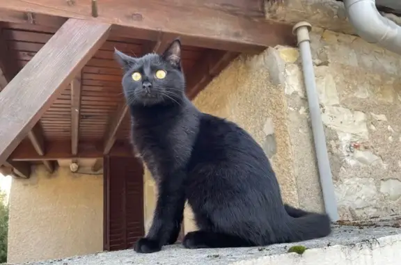 Animaux perdus Reuilly, photo: Chat noir perdu, collier bleu, Reuilly