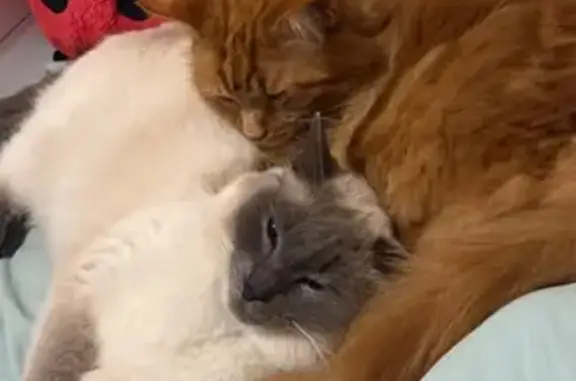 Lost Orange Cat in Shaxton Cir...