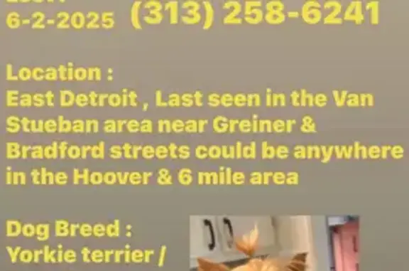 Lost 3lb Dog: Bradford Ave, Detroit