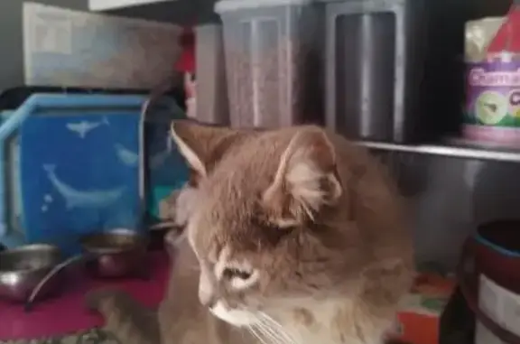 Animaux trouvés Ria-Sirach, photo: Chatte grise câline trouvée à Ria