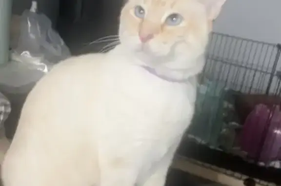 Lost: Friendly Tan Cat Wally in Arvada