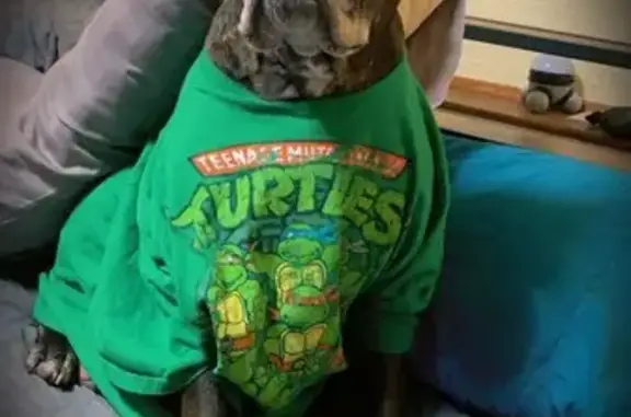 Lost Brindle Boxer on Bruce Randolph Ave