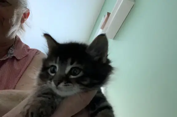 Sweet Grey Tabby Kitten Found on Yaspan