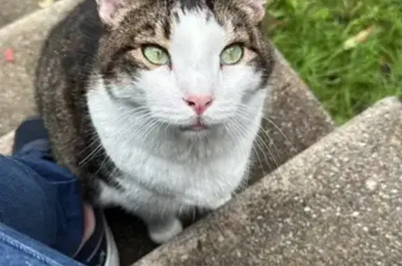 Lost Cat: Tiger Stripes, Green Eyes