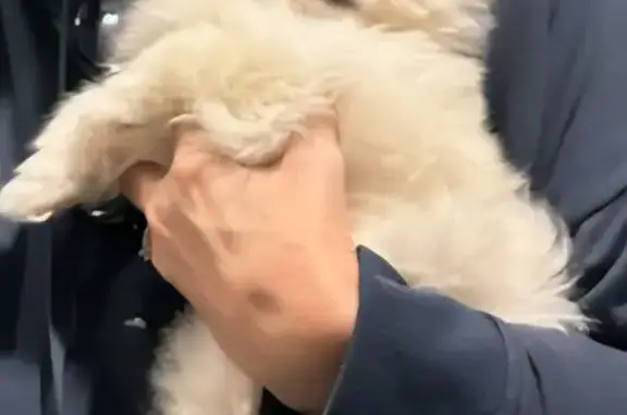 Lost: White Pomeranian in Sand Springs