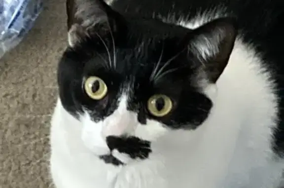 Lost Cat: White & Black, Mustache Mark