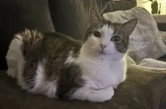 Lost Cat: Salt & Pepper Beauty in Sherman