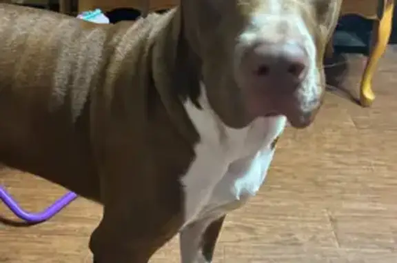 Help Find Moe: Sweet, Skittish Lost Dog