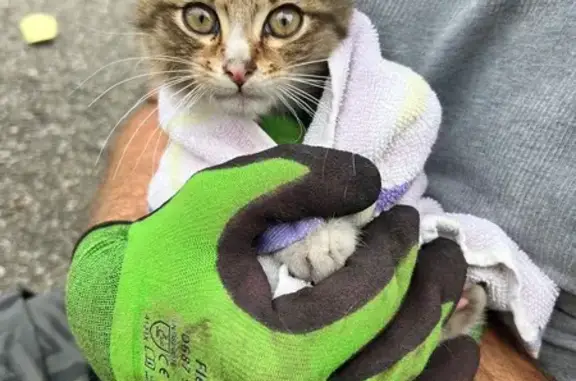 Chaton tigré mâle trouvé à Belleville - photo