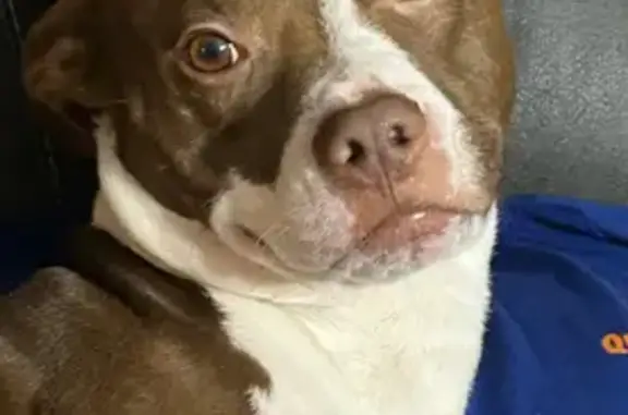 Help Find Pumbaa: Lost on Bullock Rd