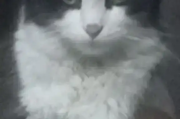 ¡Ayuda! Gato Salem perdido en Naucalpan