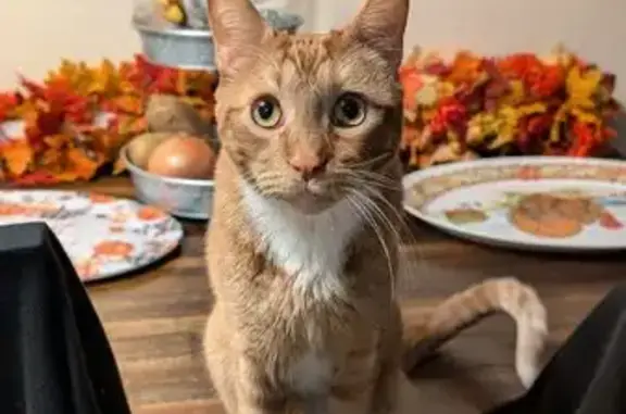 Help Find Murphy: 3-Legged Orange Cat