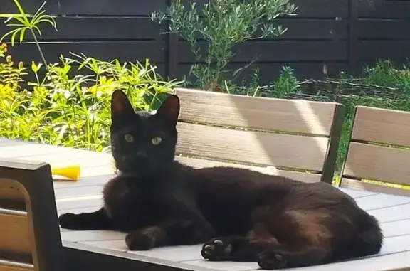 Chat noir perdu à Castres, rue Paul Langevin - photo