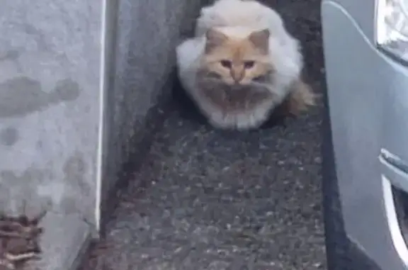 Chat crème et blanc aperçu à Saint-Didier - photo