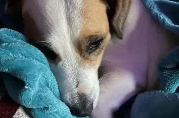 Lost Jack Russell: Sirius in T...