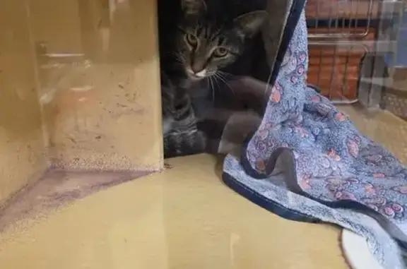 Lost Tabby: Sweet, Skittish, Absher Rd
