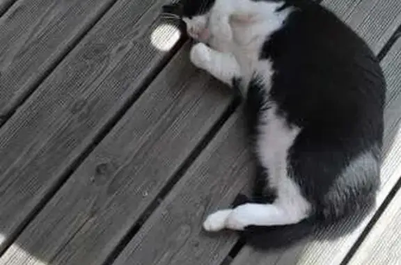 Chat trouvé Vendôme, photo: Chat noir et blanc retrouvé à Vendôme