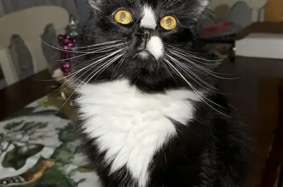 Lost Tuxedo Cat: Highland St, Auburn