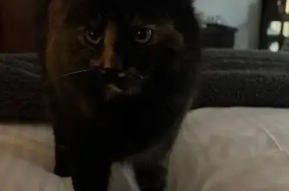 Lost Tortoiseshell Cat: Help F...