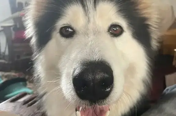 Found: Sweet Malamute/Husky on...