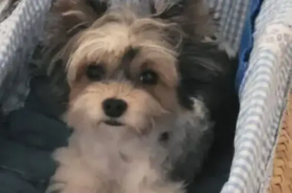 Perro perdido: Collar verde, asustadizo