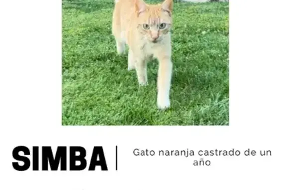 Gato Naranja Perdido en Alcobendas: ¡Ayuda!