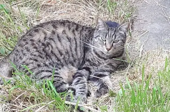 Chat perdu, Jouet-sur-l'Aubois, photo: Chatte tigrée disparue à Jouet-sur-l'Aubois