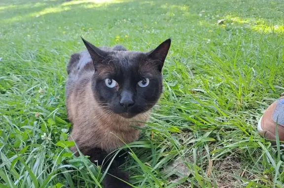 Se busca: Gato siamés perdido en Madrid