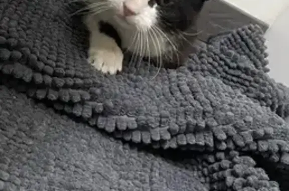 Chatte câline trouvée à La Ville-ès-Nonais - photo