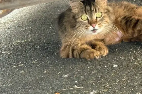 Animaux trouvés Le Lude, photo: Chat allaitante trouvée, bébés recherchés