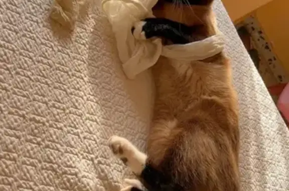 Gato siamés perdido en Zaragoza: único y especial
