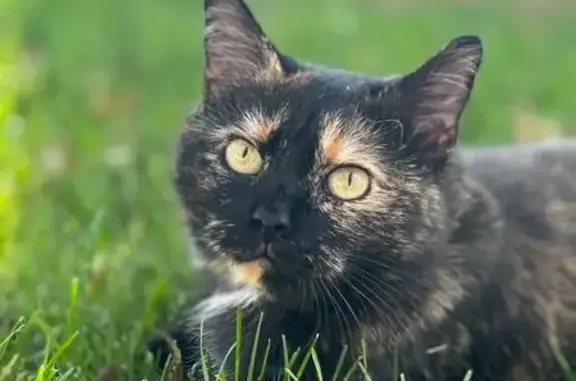 Lost Cat: Black/Brown, Blue Star Collar