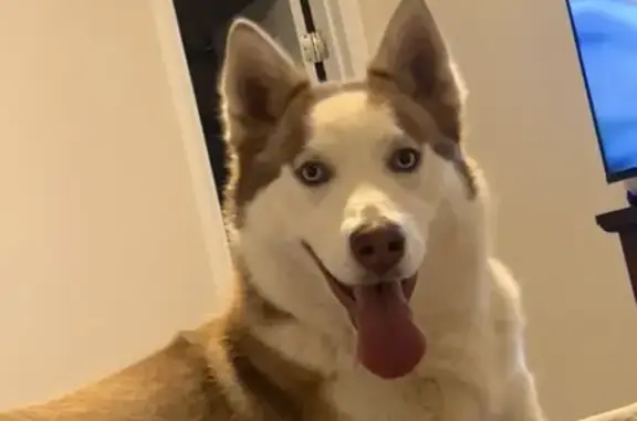 Lost Dog: Brown & White, Blue Eyes
