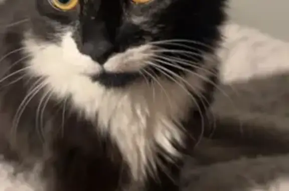 Lost Cat: Black & White, Yellow Eyes