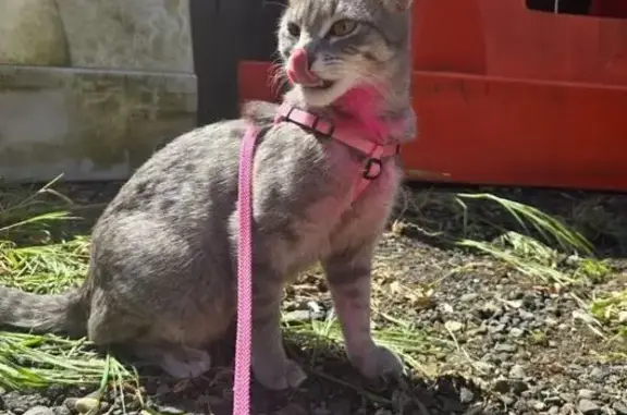 Lost: Suki, the Sweet Pink-Chested Cat