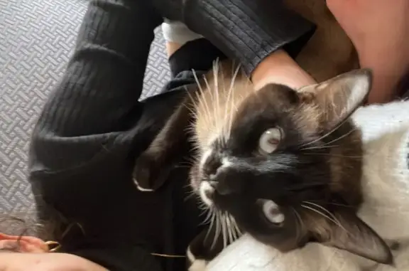 ¡Ayuda a encontrar a nuestro gato siamés!