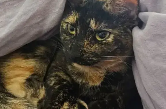Lost Tortoiseshell Cat: Latte in Toronto