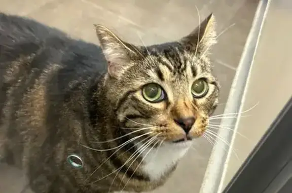 Lost Tabby Cat: Green Eyes & Tiger Stripes