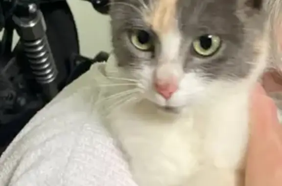 Chatte écaille câline trouvée à Pleumeur - photo