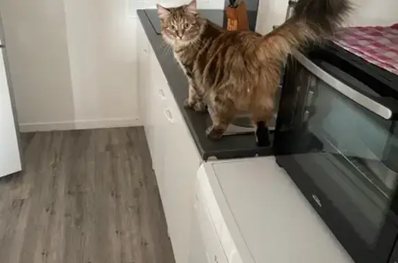 Chat perdue, très peureuse à Cagny - photo