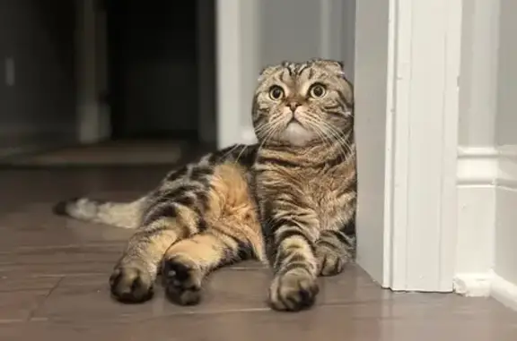 Lost Scottish Fold Cat in Hampton