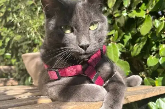 Chat perdu, Chelles, photo: Chat perdu : gris, yeux verts, collier GPS