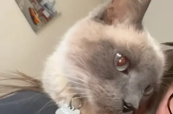 Chat perdu : siamois blanc/gris, yeux bleus - photo