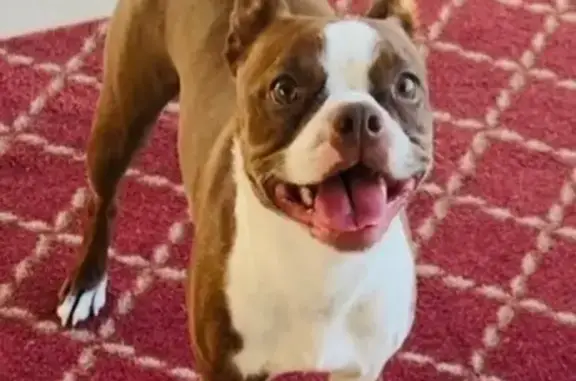 Lost Boston Terrier: Brown & White, Hooper