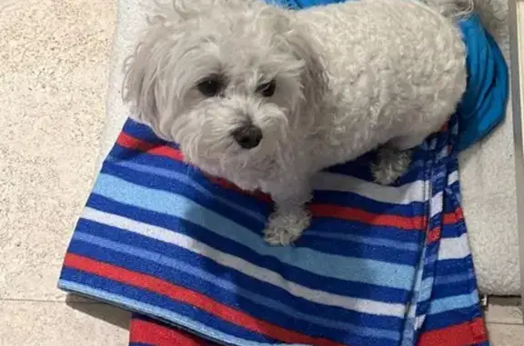 Lost White Maltipoo: Needs Medication