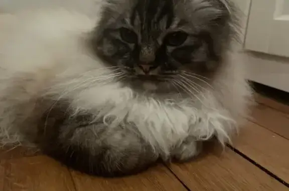 Chat trouvé Asnières-sur-Seine, photo: Chat crème sociable trouvé à Asnières