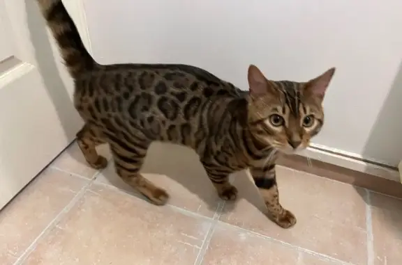 Chat trouvé Saint-Brieuc, photo: Jeune chat bengal trouvé à Saint-Brieuc
