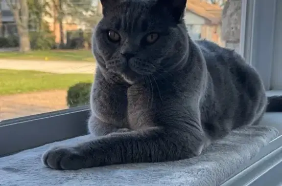 Help Find Rudolf: Grey Cat Missing!